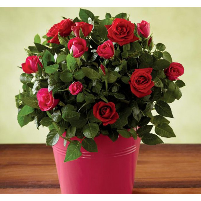 Роза комнатная